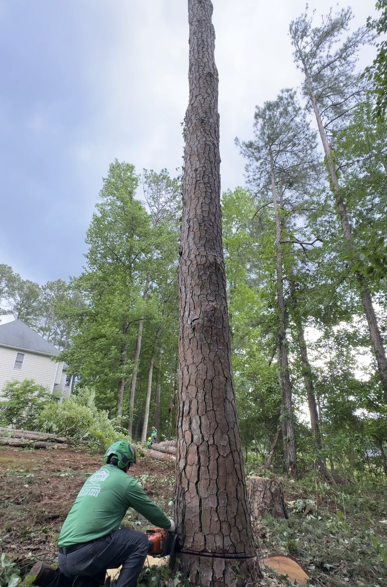 Professional tree service in Blaine, Minnesota