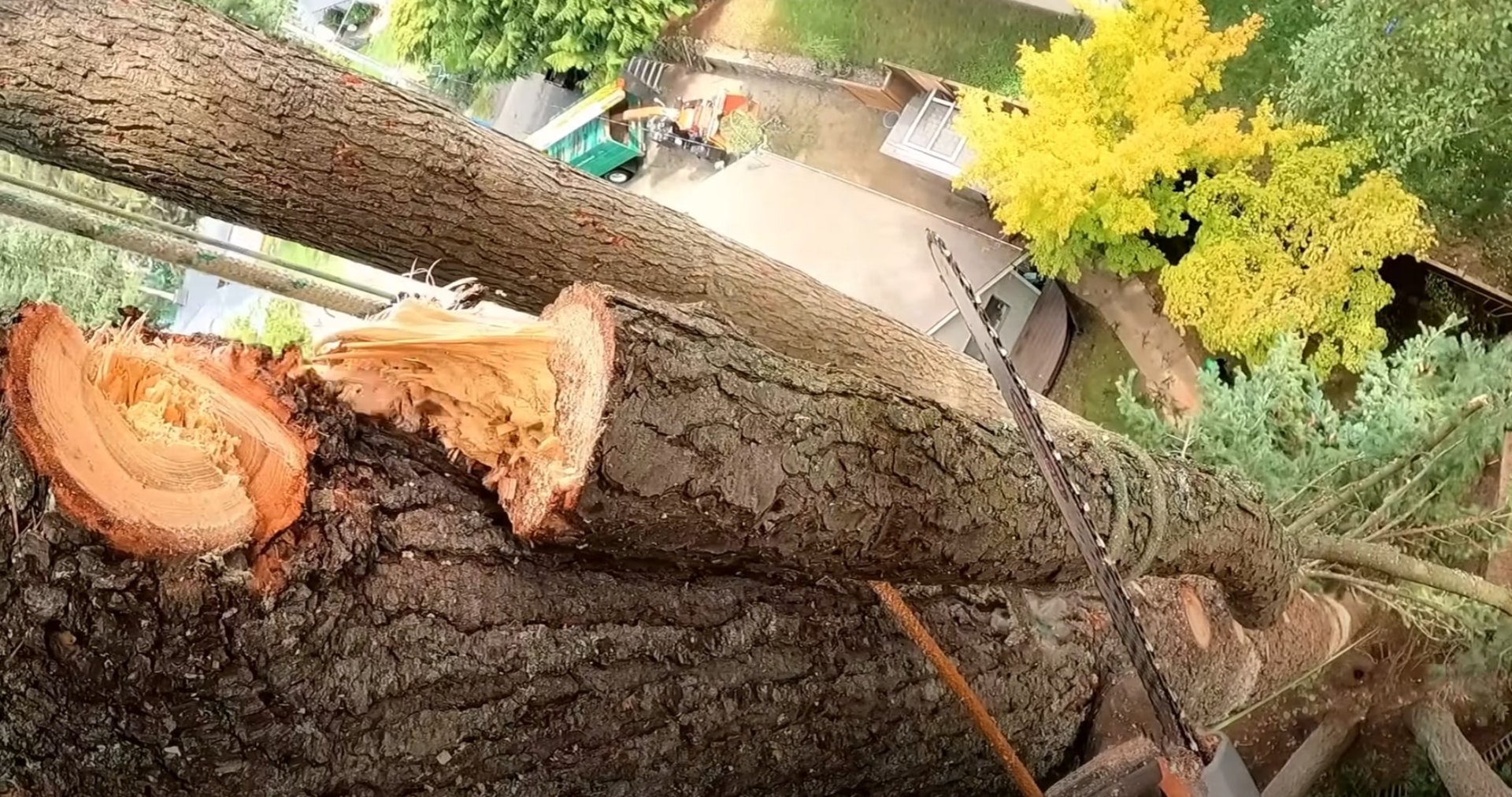 Skilled arborists using proper techniques for safe tree removal Professional tree service crew working on large tree removal in Blaine