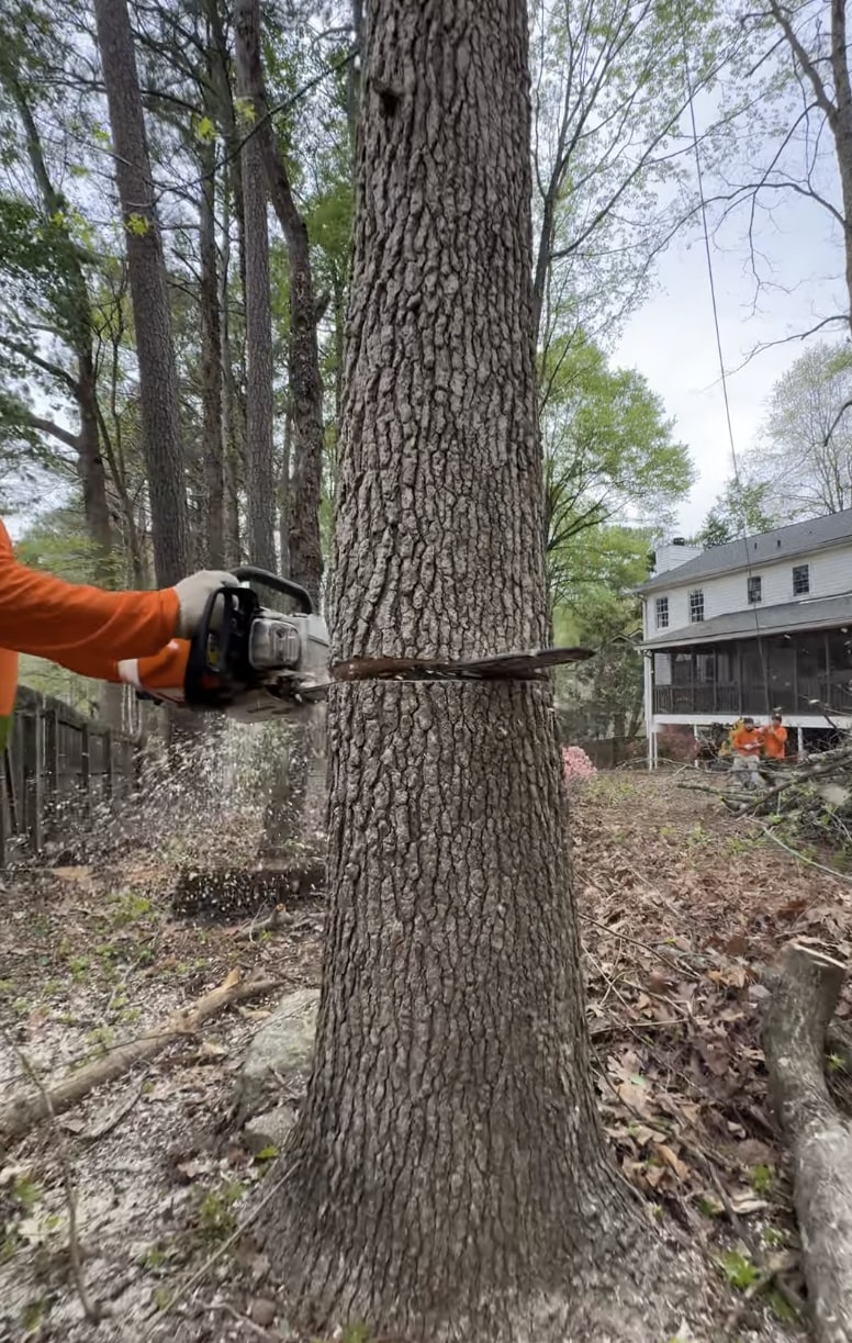 Safe residential tree removal services Large tree removal in residential neighborhood using specialized cutting techniques
