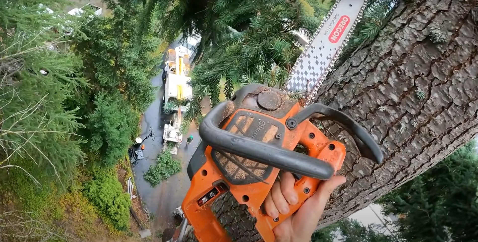 Professional tree trimming and pruning from height Arborist using chainsaw for precise tree trimming from elevated position