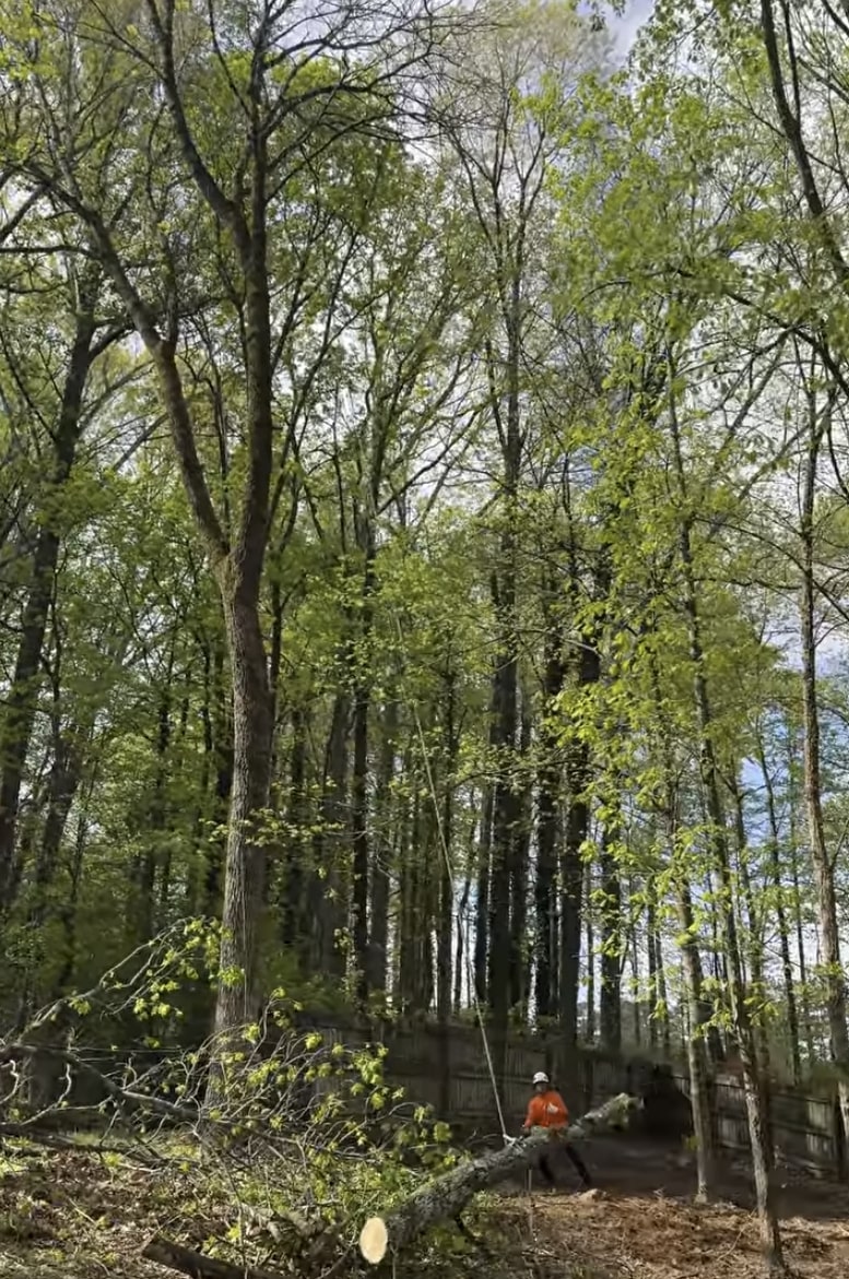 Forest tree removal and maintenance services Tree service professional working in dense forest area with safety equipment