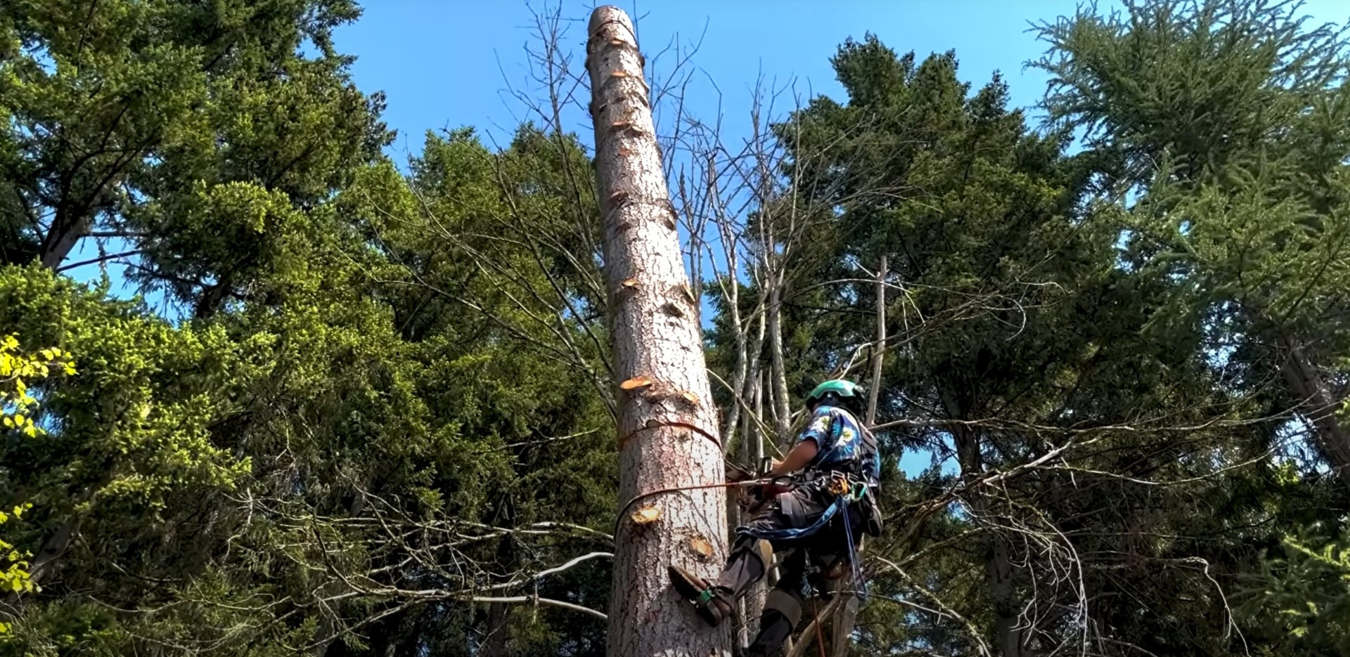 Expert tree climbing and pruning services Certified arborist climbing tree for professional pruning and maintenance