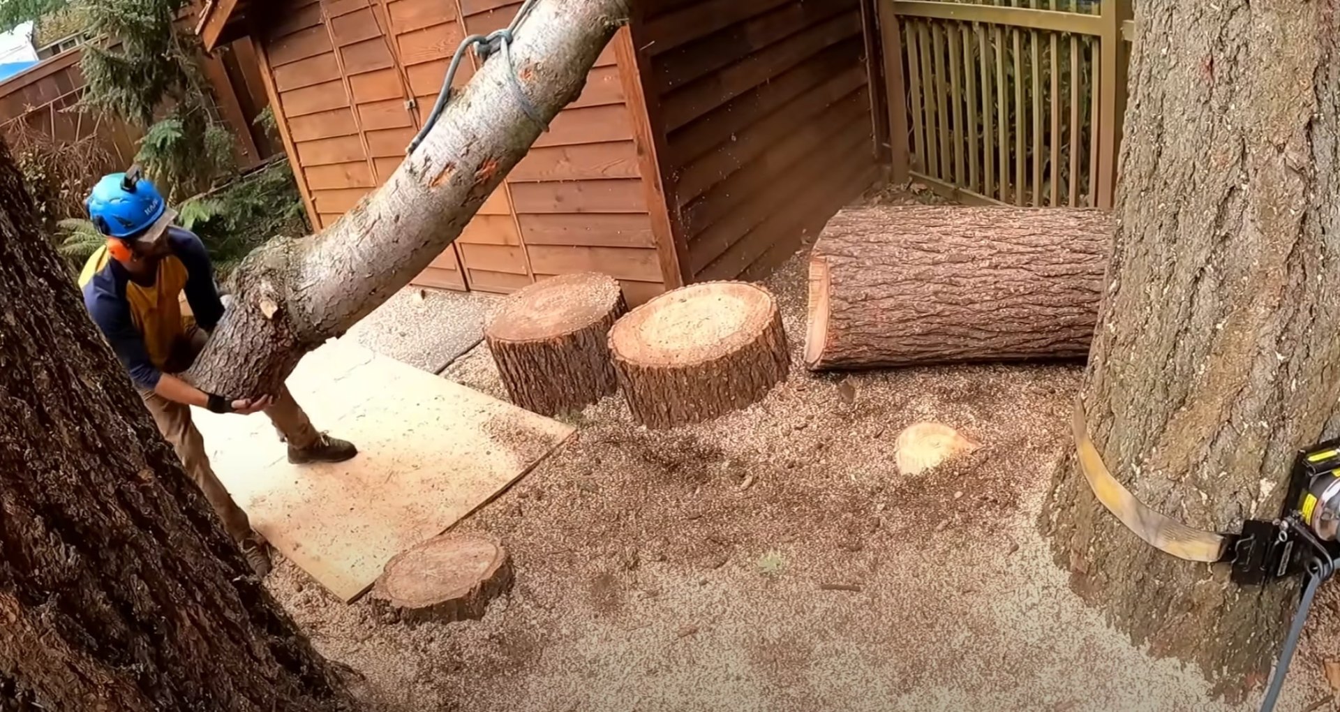 Careful tree sectioning for safe removal Professional tree sectioning and cutting in residential backyard