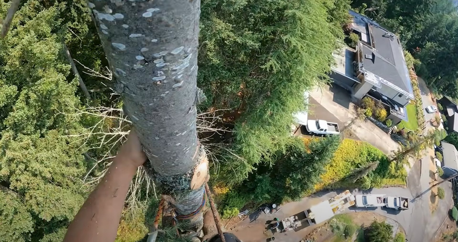 Professional tree service using cranes and specialized equipment for safe removal Aerial view of professional tree removal with specialized equipment